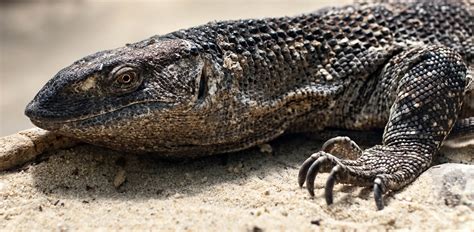 black throated monitor lizard