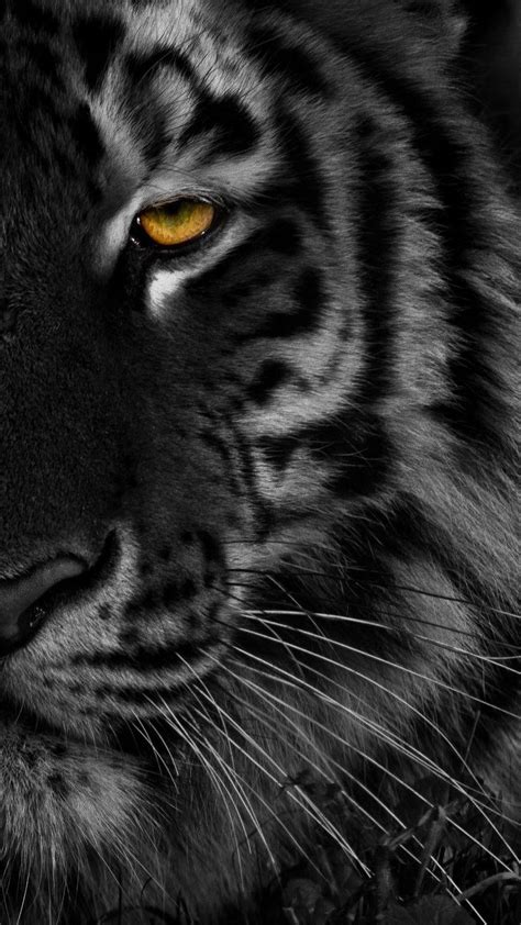 Black Tiger Zedge Wallpapers
