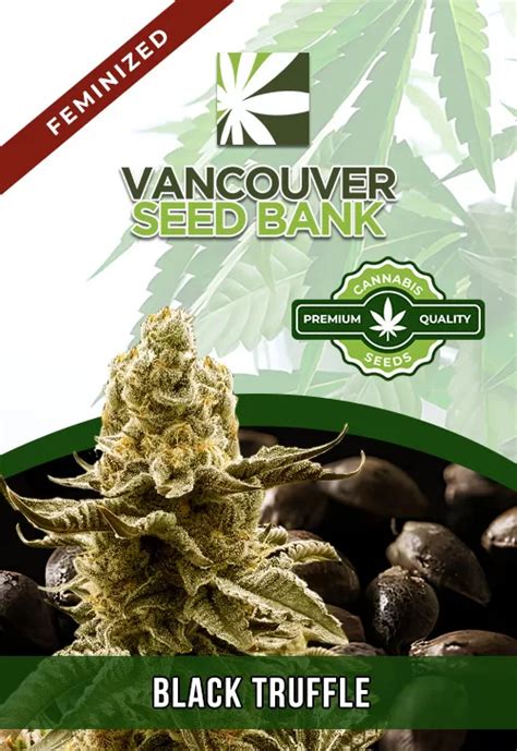 Black Truffle Strain Seed