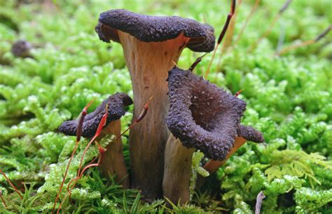 black trumpet mushrooms benefits