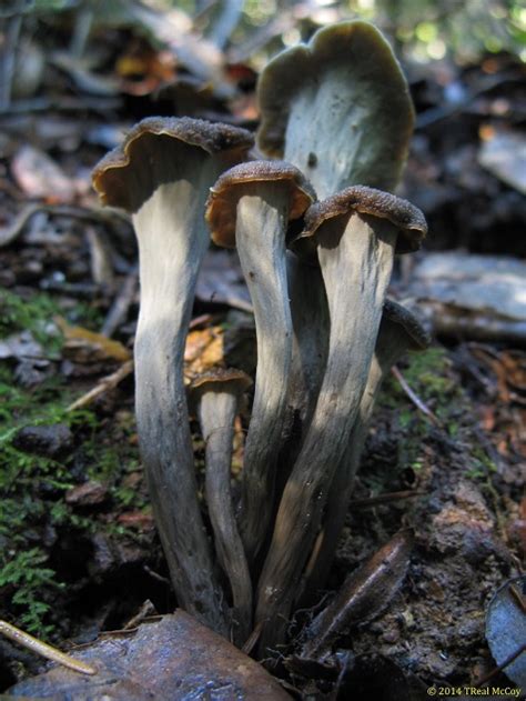black trumpet mushrooms for sale