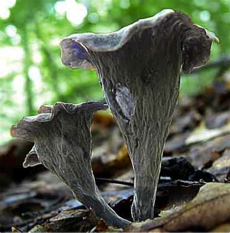 black trumpet mushrooms season