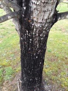 Black Trunk On Sugar Maple