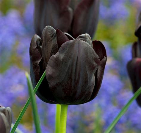 Black Tulip Flower Com