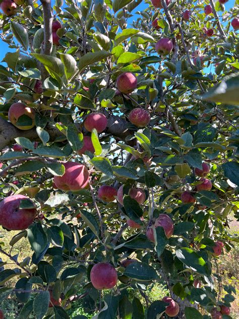 Black Twig Apple Tree