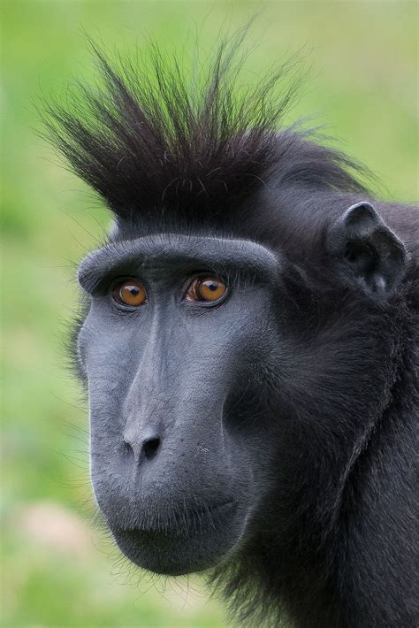 Black Ugly Monkey