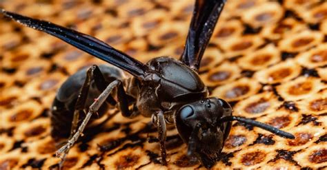 black wasp in alabama