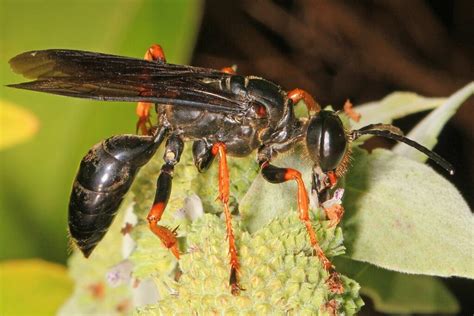 black wasp north carolina