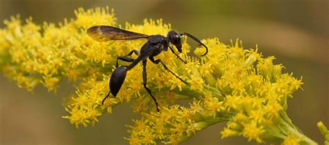 black wasps in texas