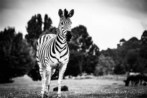 Black White Zebra Wallpaper