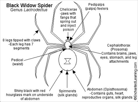 black widow body parts