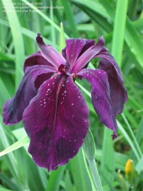 black widow iris