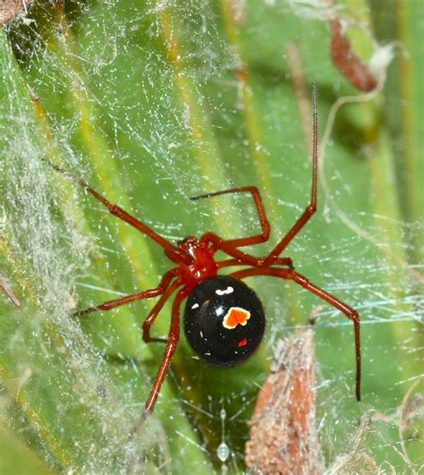 black widow spider red