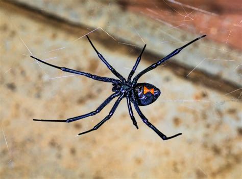Unraveling the Secrets of Black Widow Spider Venom: A Potential Medical Breakthrough