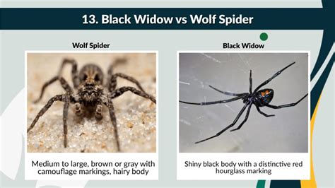 black widow vs wolf spider