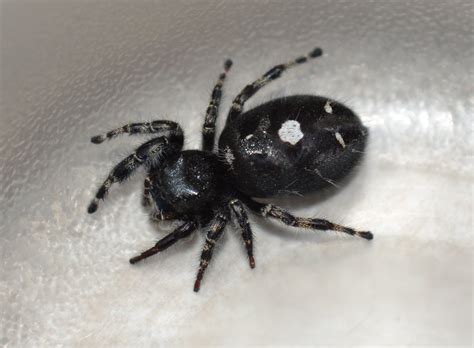 black with white spots jumping spider