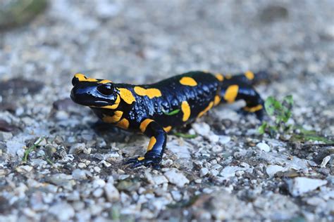 Black With Yellow Spots