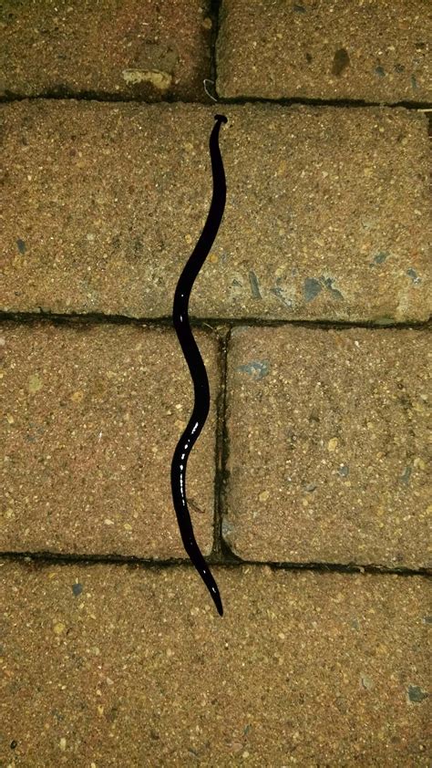 black worm