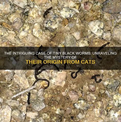 Black Worms From Cat