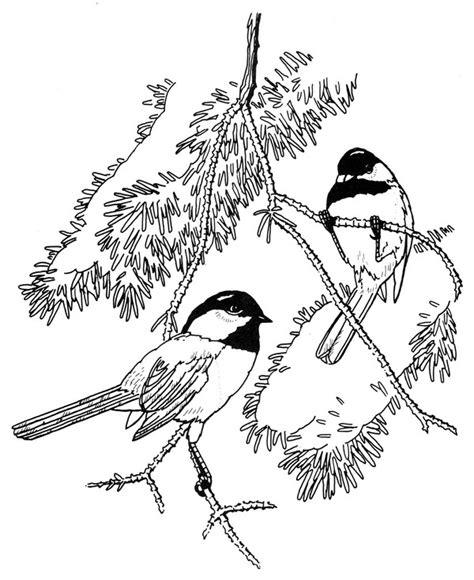 Black-Capped Chickadee Coloring Page