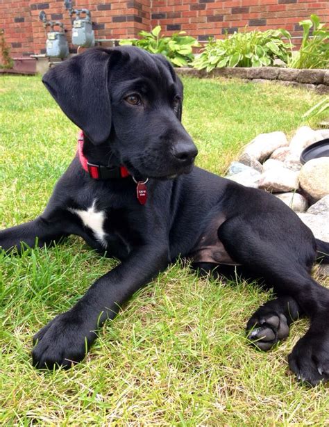 Is the Lab Pointer mix the best pet for your family? K9 Web