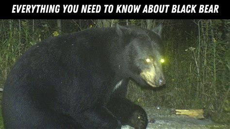 Black.bear Explained