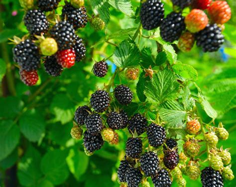 Blackberries Bush