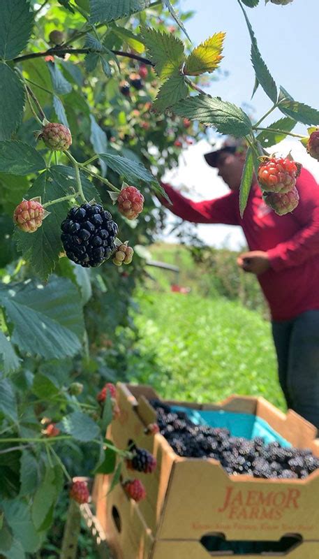 Blackberries Cantaloupes And Corn Are Some Examples Of