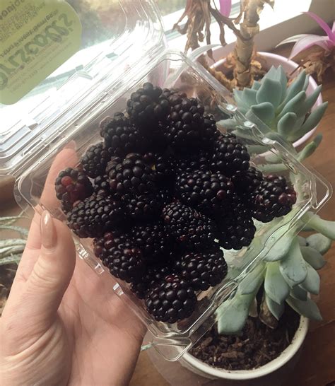 Blackberries Expensive