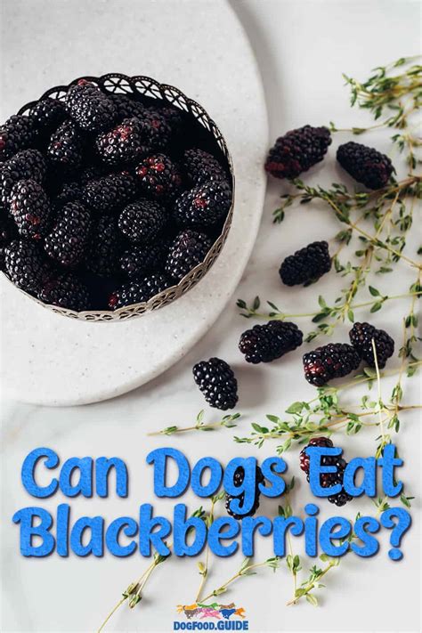 Blackberries Kill Dogs