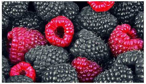 Blackberry Fruit Hd Wallpaper 4k Ultra HD Background Image