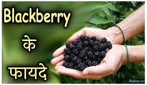 Blackberry Fruit In Hindi News Best Kitne