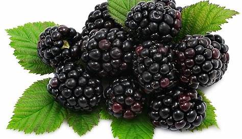 Blackberry Fruit Picture With Leaves Simple Nutrition, Organic