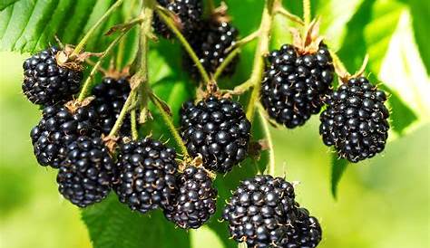 Blackberry Fruit Plant Images Chester Dobies