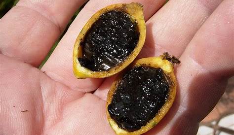 Randia formosa (Blackberry jam fruit) Flickr Photo