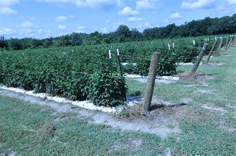 Blackberry Trellis Spacing