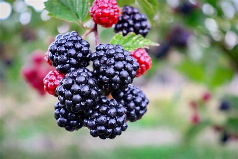 blackberry washington