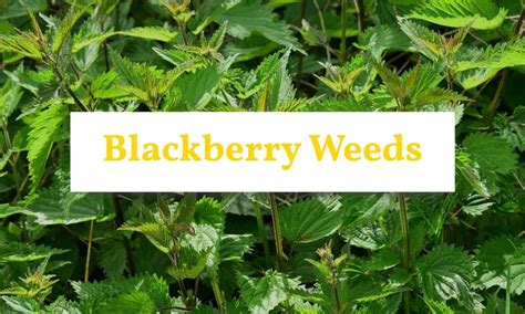 Blackberry Weed Image