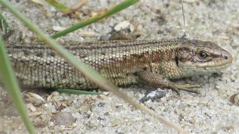 Blackhead Lizard