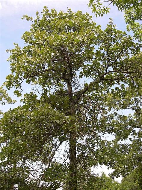 Blackjack Oak Characteristics