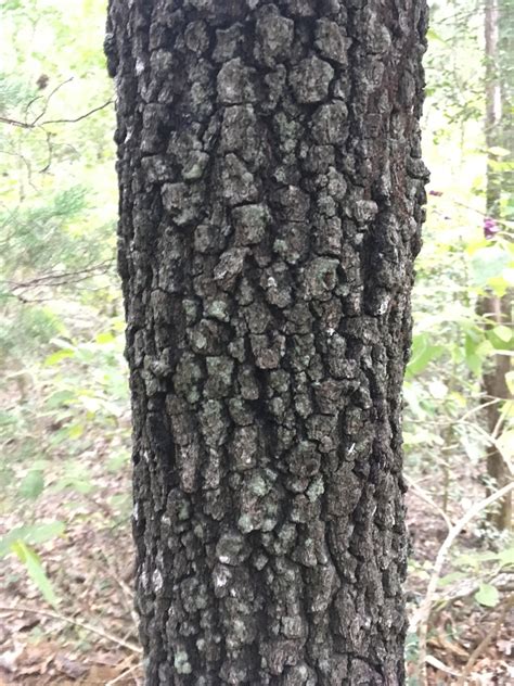 Blackjack Oak Tree Bark
