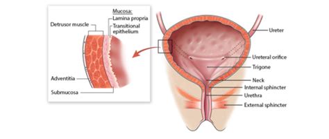 Bladder Sonosim Quizlet