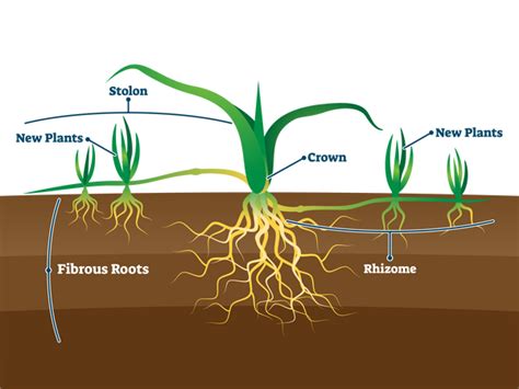 Blade Of Grass Root System
