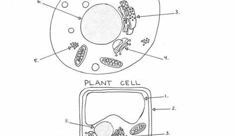 Blank Plant And Animal Cell Diagram Worksheet Pin On Sr1