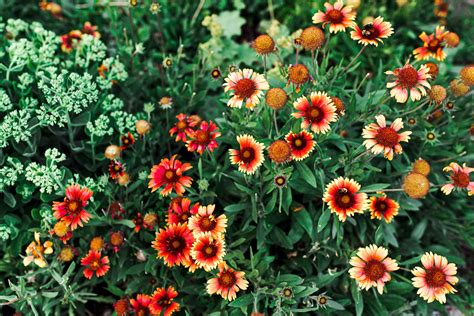 Blanket Flower Fall Care