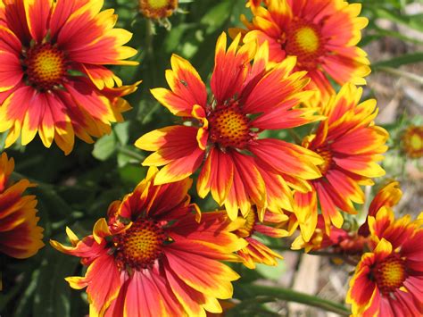 Blanket Flower Shade