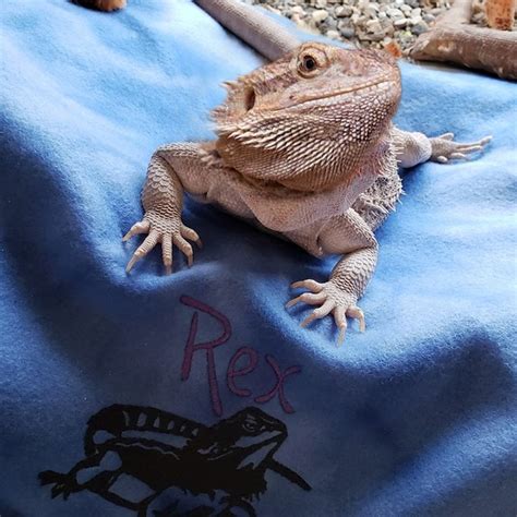 Blanket For Bearded Dragon