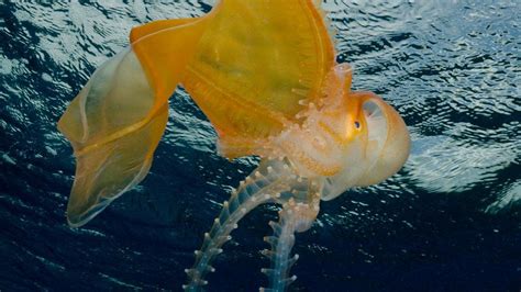 Blanket Octopus Octopus