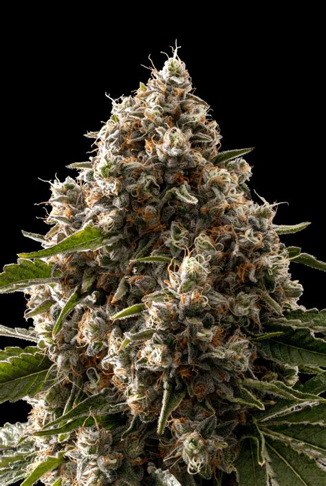 blast chiller strain