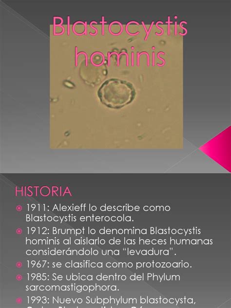 blastocystis hominis pdf